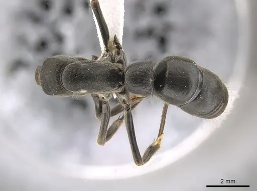 Pachycondyla fuscoatra specimen CASENT0635975 image casent0635975_1