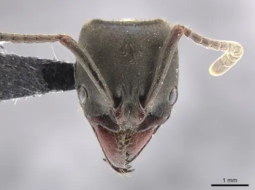 Pachycondyla fuscoatra specimen CASENT0635975 image casent0635975_2