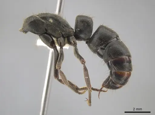 Pachycondyla fuscoatra specimen CASENT0635975 image casent0635975_3