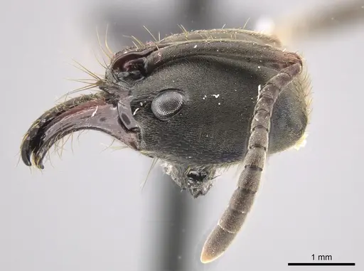 Pachycondyla fuscoatra specimen CASENT0635975 image casent0635975_4