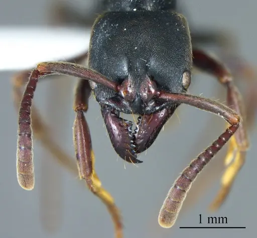 Pachycondyla harpax specimen ANTWEB1041394 image antweb1041394_1