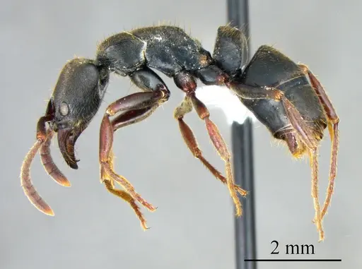 Pachycondyla harpax specimen ANTWEB1041394 image antweb1041394_2