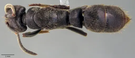 Pachycondyla harpax specimen ANTWEB1060138 image antweb1060138_1