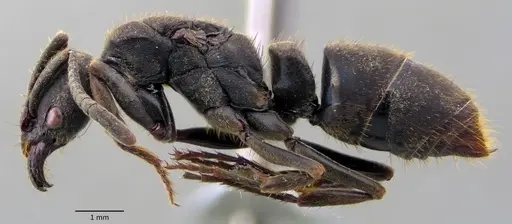 Pachycondyla harpax specimen ANTWEB1060138 image antweb1060138_3