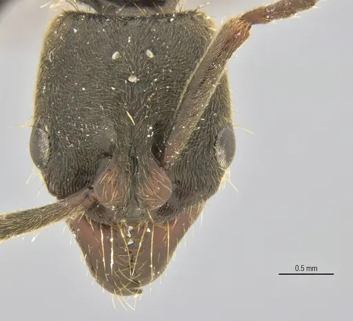 Pachycondyla harpax specimen ANTWEB1062698 image antweb1062698_1