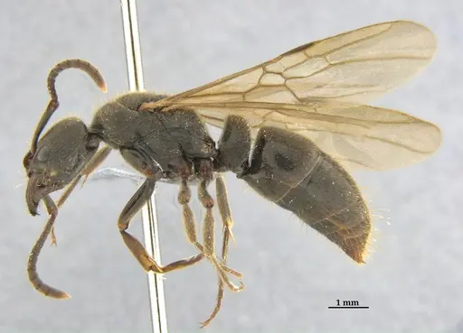 Pachycondyla harpax specimen ANTWEB1062698 image antweb1062698_2
