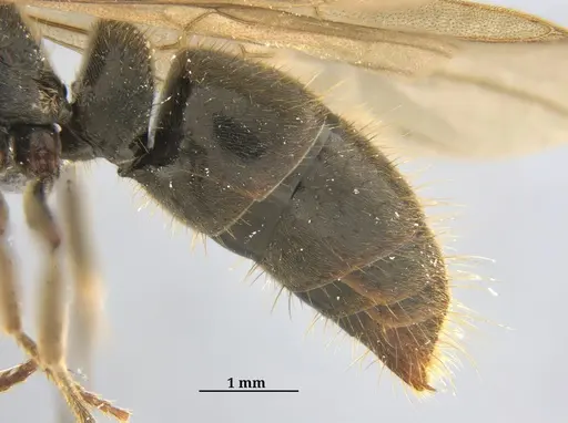 Pachycondyla harpax specimen ANTWEB1062698 image antweb1062698_3