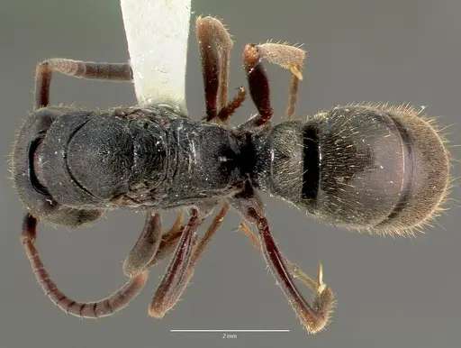 Pachycondyla harpax specimen CASENT0006089 image casent0006089_1