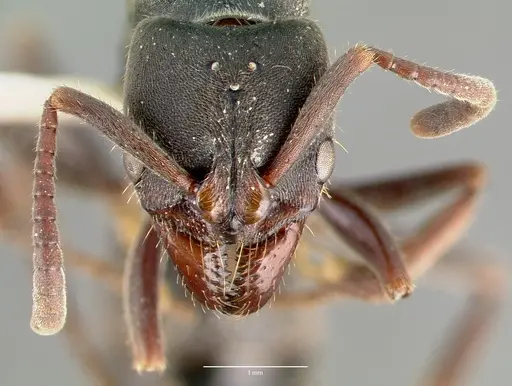 Pachycondyla harpax specimen CASENT0006089 image casent0006089_2