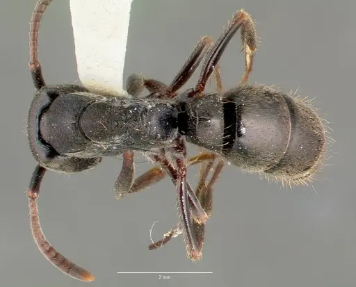 Pachycondyla harpax specimen CASENT0006090 image casent0006090_1
