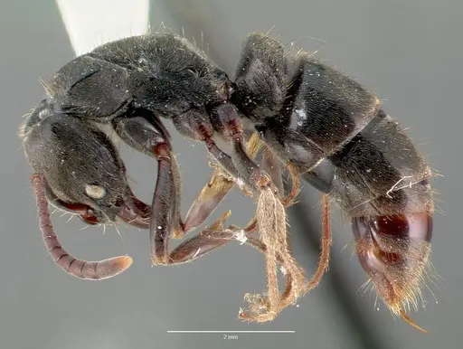 Pachycondyla harpax specimen CASENT0006090 image casent0006090_4