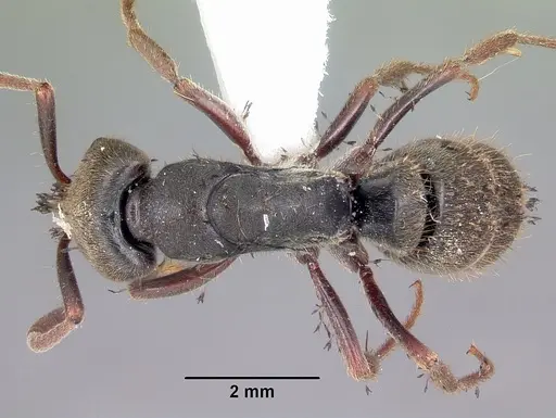 Pachycondyla harpax specimen CASENT0104807 image casent0104807_1