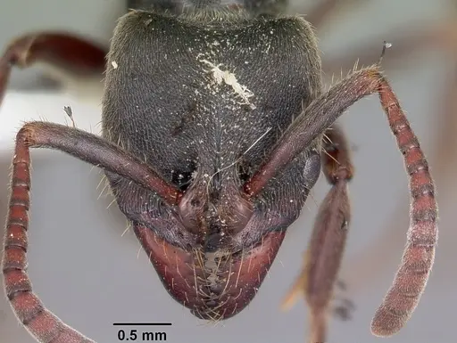 Pachycondyla harpax specimen CASENT0104807 image casent0104807_2