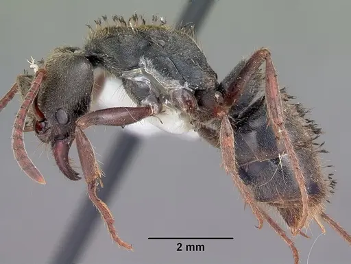 Pachycondyla harpax specimen CASENT0104807 image casent0104807_3