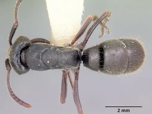 Pachycondyla harpax specimen CASENT0104808 image casent0104808_1
