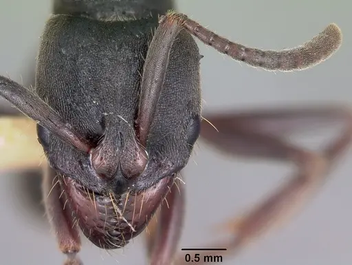 Pachycondyla harpax specimen CASENT0104808 image casent0104808_2