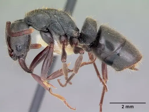 Pachycondyla harpax specimen CASENT0104808 image casent0104808_3