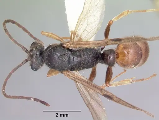 Pachycondyla harpax specimen CASENT0104809 image casent0104809_1