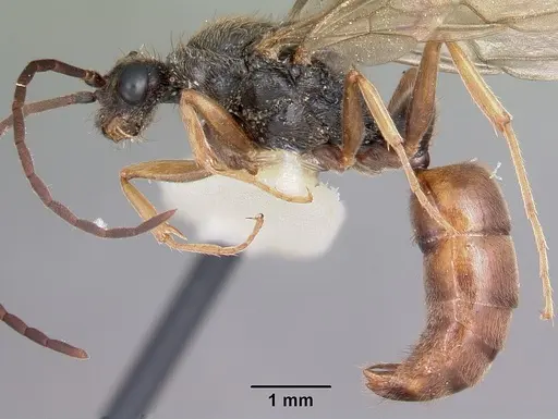 Pachycondyla harpax specimen CASENT0104809 image casent0104809_3