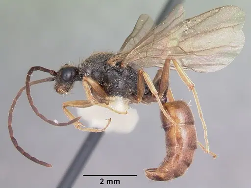 Pachycondyla harpax specimen CASENT0104809 image casent0104809_4