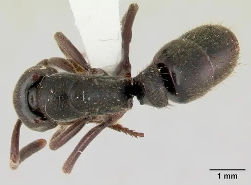 Pachycondyla harpax specimen CASENT0178183 image casent0178183_1