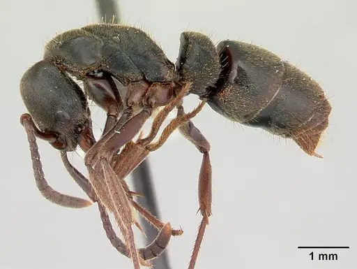 Pachycondyla harpax specimen CASENT0178183 image casent0178183_3