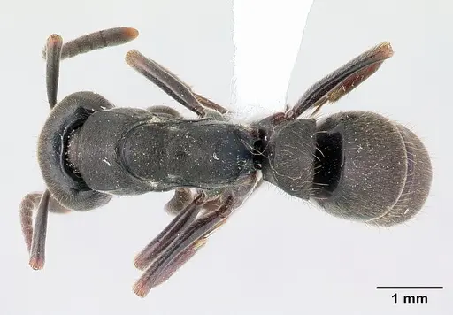 Pachycondyla harpax specimen CASENT0178687 image casent0178687_1