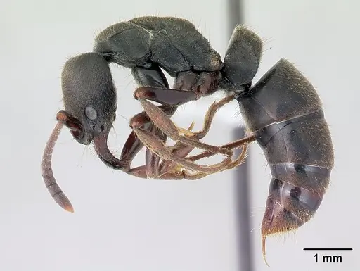 Pachycondyla harpax specimen CASENT0178687 image casent0178687_3