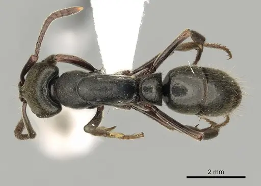 Pachycondyla harpax specimen CASENT0249147 image casent0249147_1