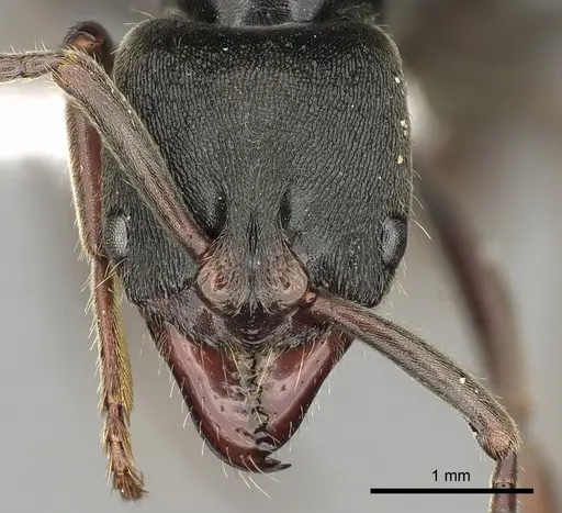 Pachycondyla harpax specimen CASENT0249147 image casent0249147_2