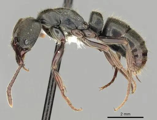 Pachycondyla harpax specimen CASENT0249147 image casent0249147_3