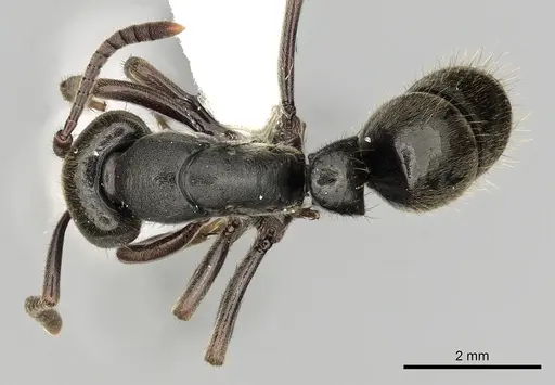 Pachycondyla harpax specimen CASENT0249148 image casent0249148_1