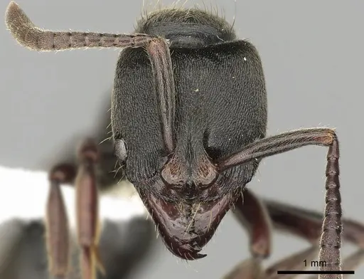 Pachycondyla harpax specimen CASENT0249148 image casent0249148_2