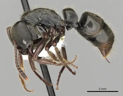 Pachycondyla harpax specimen CASENT0249148 image casent0249148_3