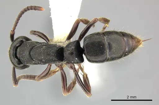 Pachycondyla harpax specimen CASENT0249149 image casent0249149_1