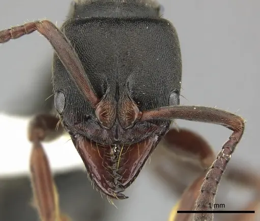 Pachycondyla harpax specimen CASENT0249149 image casent0249149_2