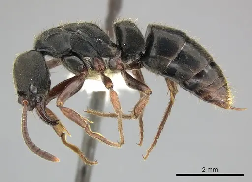 Pachycondyla harpax specimen CASENT0249149 image casent0249149_3