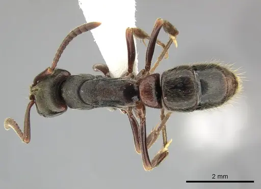 Pachycondyla harpax specimen CASENT0249150 image casent0249150_1