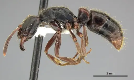 Pachycondyla harpax specimen CASENT0249150 image casent0249150_3