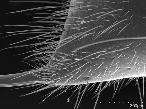 Pachycondyla harpax specimen CASENT0830328 image casent0830328_1