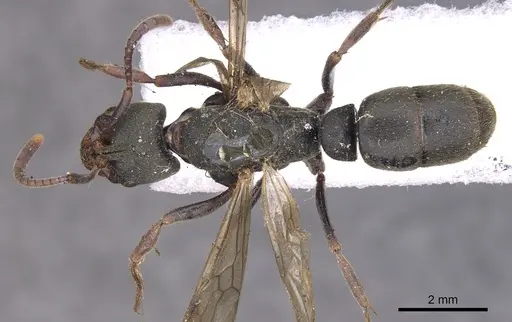Pachycondyla harpax specimen CASENT0902516 image casent0902516_1
