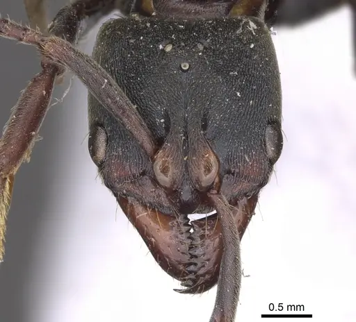 Pachycondyla harpax specimen CASENT0902516 image casent0902516_2