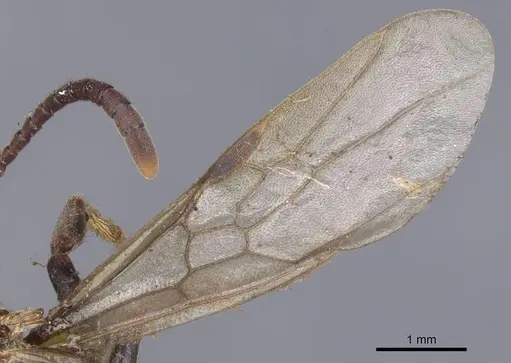 Pachycondyla harpax specimen CASENT0902516 image casent0902516_4