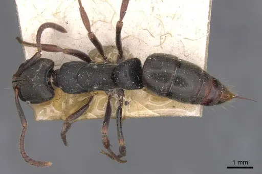 Pachycondyla harpax specimen CASENT0907250 image casent0907250_1