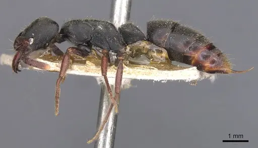 Pachycondyla harpax specimen CASENT0907250 image casent0907250_3