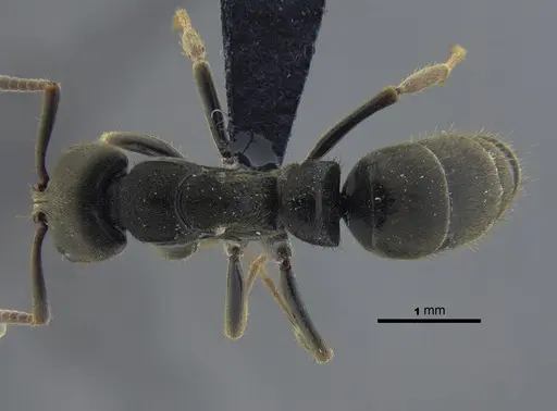 Pachycondyla harpax specimen CBUMAGENT41728 image cbumagent41728_1