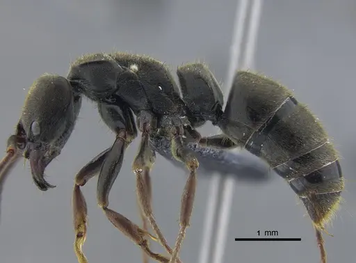 Pachycondyla harpax specimen CBUMAGENT41728 image cbumagent41728_3