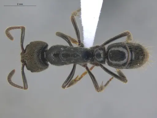 Pachycondyla harpax specimen ECOFOG-IT14-0816-47 image ecofog-it14-0816-47_1