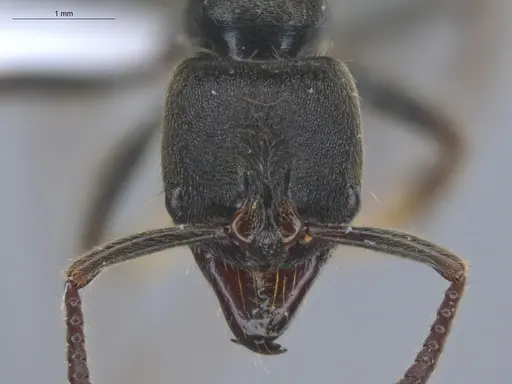 Pachycondyla harpax specimen ECOFOG-IT14-0816-47 image ecofog-it14-0816-47_2