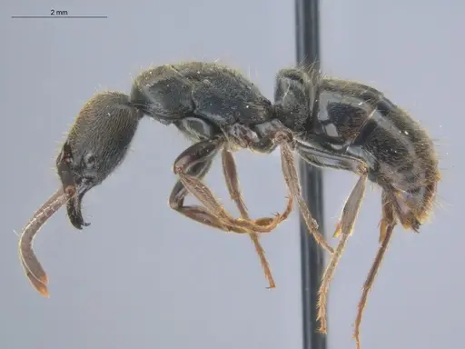 Pachycondyla harpax specimen ECOFOG-IT14-0816-47 image ecofog-it14-0816-47_3